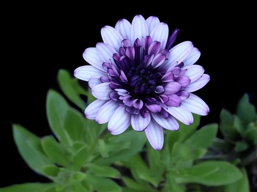 daisy  flower  white purple