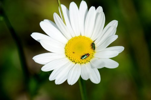 daisy  beetle  flower