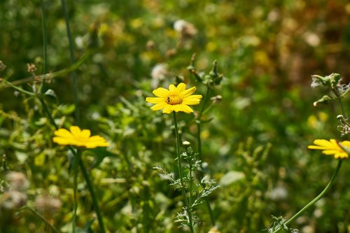 daisy  yellow  nature