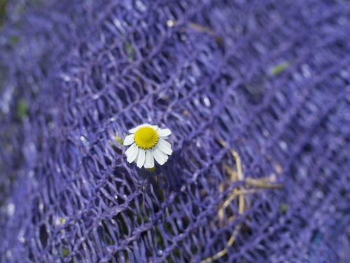 daisy  flower  purple
