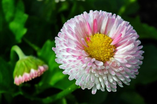 daisy  flower  spring