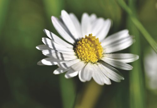 daisy  blossom  bloom