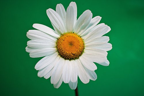 daisy  large  white
