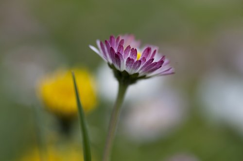 daisy  sow-thistle  spring