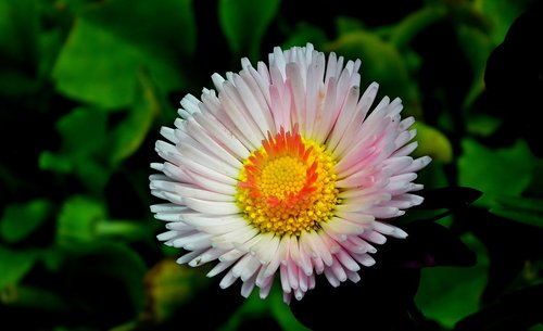 daisy  flower  color