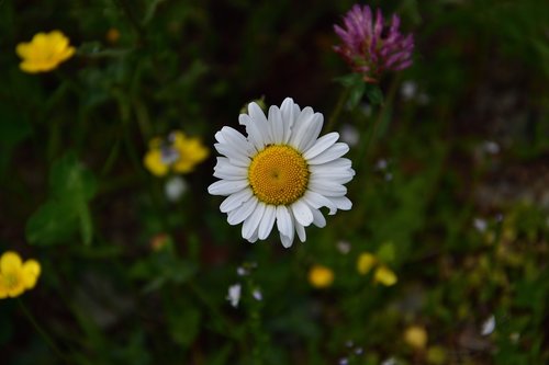 daisy  spring  flower