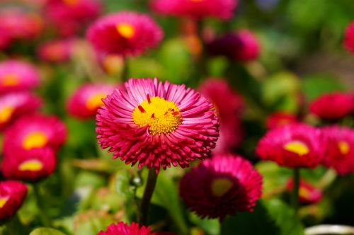 daisy red flower