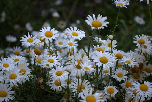 daisy  white  flower