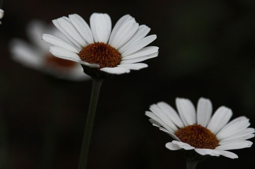 daisy  white flower  petals