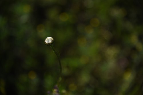 daisy  flower  white