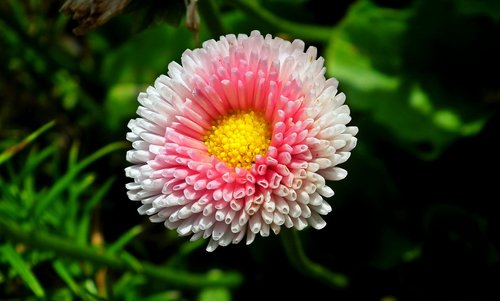 daisy  flower  decorative