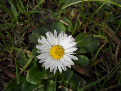 daisy  plant  flower