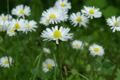 daisy  pointed flower  blossom