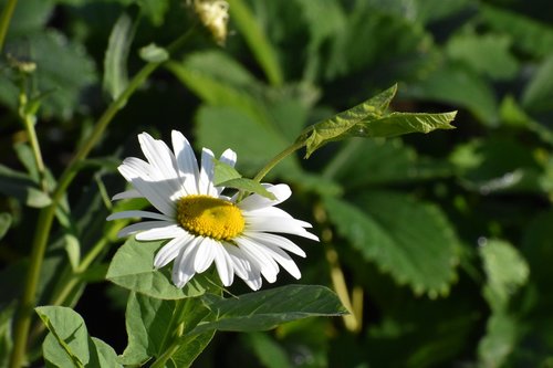 daisy  flower  vjun