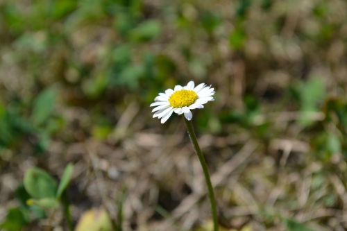 daisy flower grass