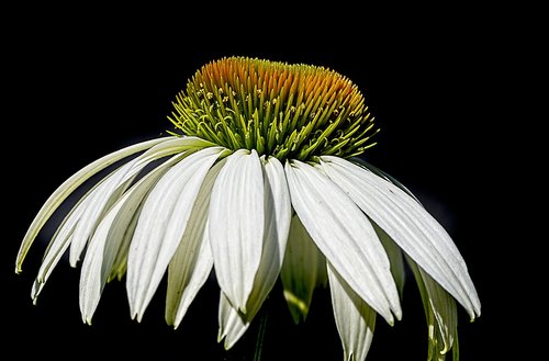 daisy  flower  plant