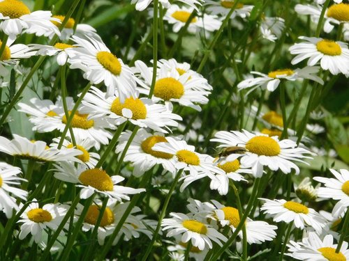 daisy  flower  white