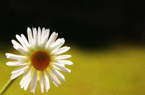 daisy light stamen