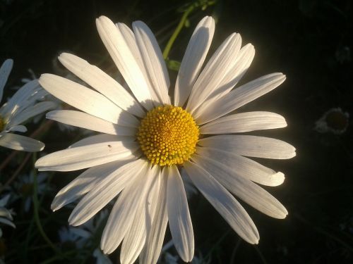 daisy flower garden