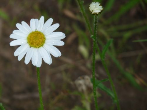 daisy white tender