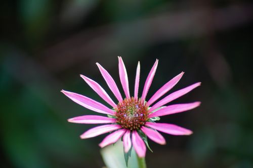 daisy flower pink