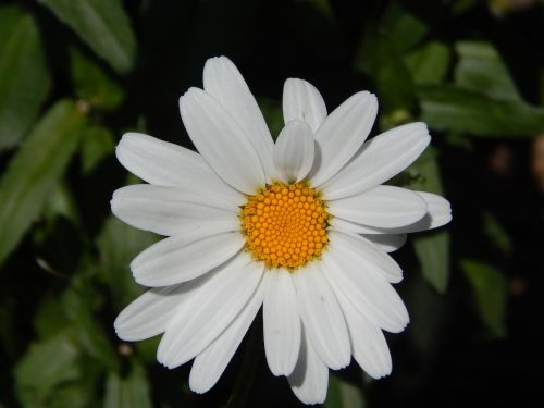 daisy flower garden