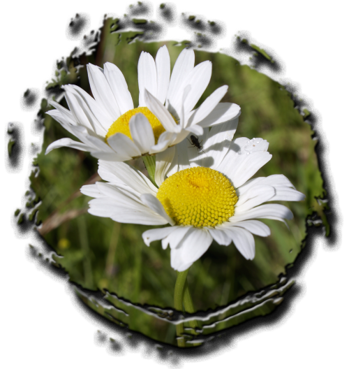 daisy meadow floral