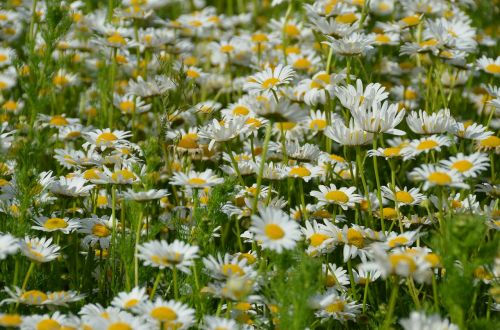 daisy meadow spring