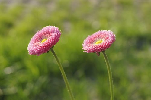daisy pink blossom