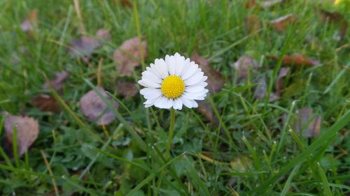 daisy autumn meadow