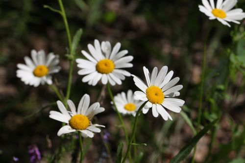 daisy flowers chamomile