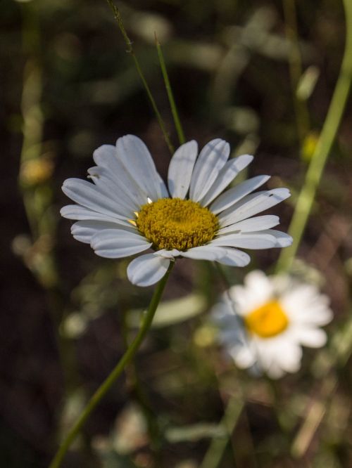 daisy flowers white