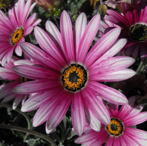 daisy flower bloom