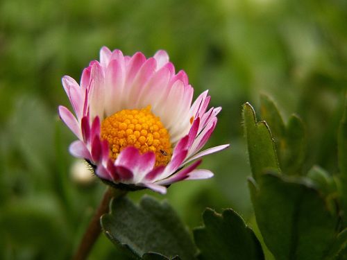 daisy flower macro