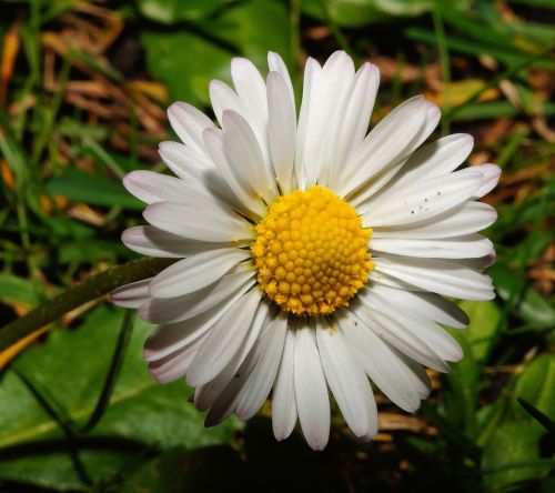 daisy flower blossom