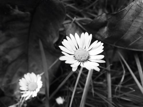 daisy plant black and white