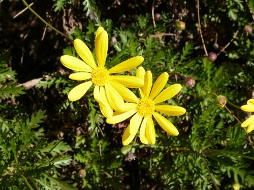 daisy flowers yellow