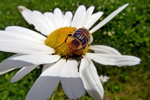 daisy wild flower