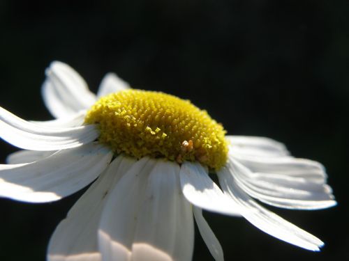 daisy flower white