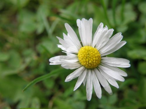 daisy bellis perennis flower