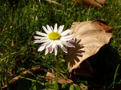 daisy flower plant