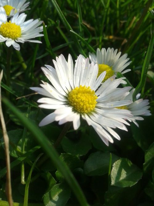 daisy dandelion white