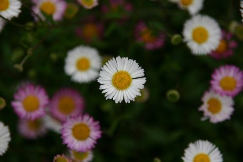 daisy many pink