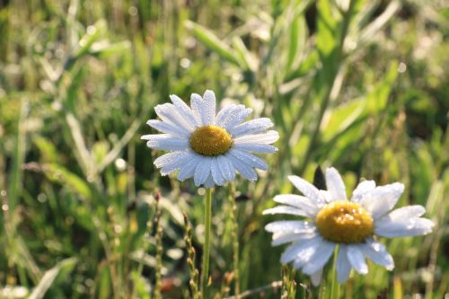 daisy nature dew