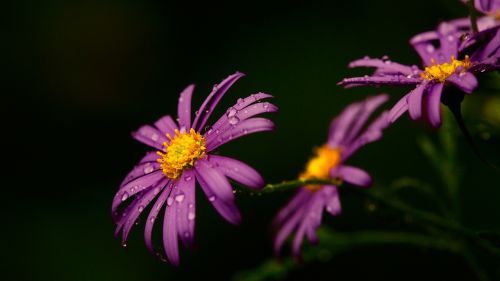 daisy flower plant