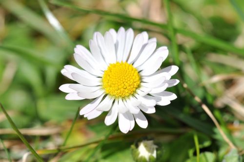 daisy white grass