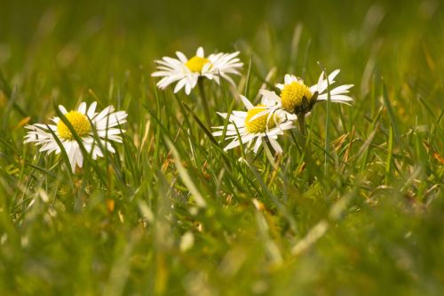 daisy white flowers