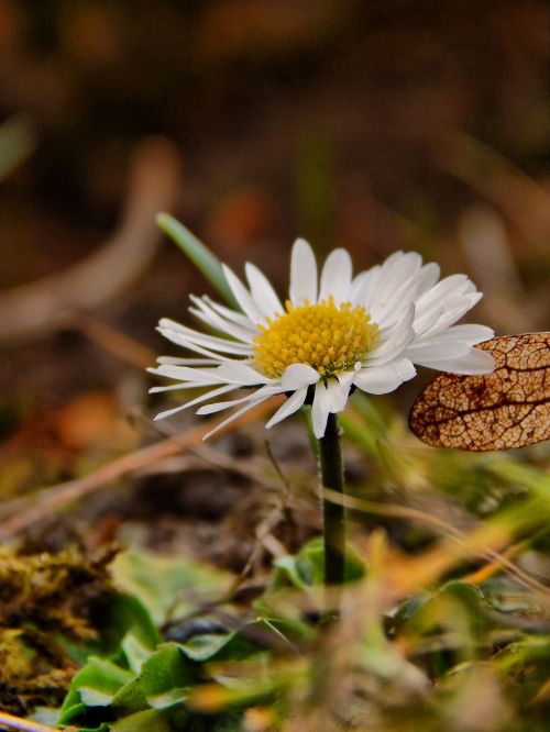 daisy spring white