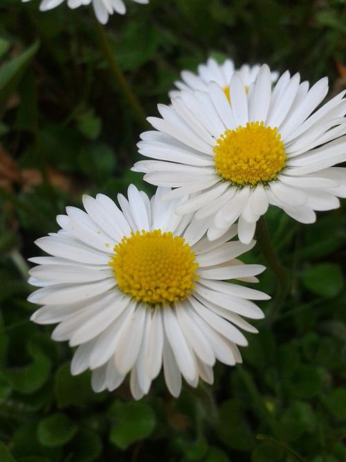 daisy white yellow