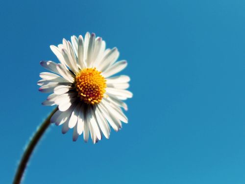 daisy sky flower